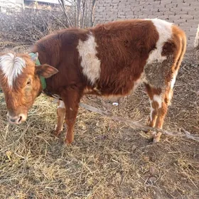 окуз бн унажын