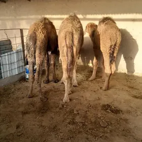 torum  bakmana  ylalaşyk  bar