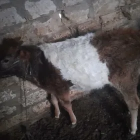 tùwe 2 sany 1 ÿaŝ