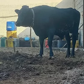 öküz gibirit parodo