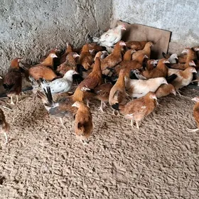 towuk horaz juyje 4 5aylyk