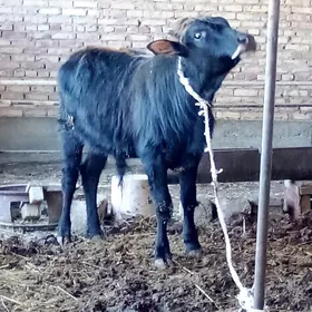 Tohum Öküzler Şiwet 3 sanak