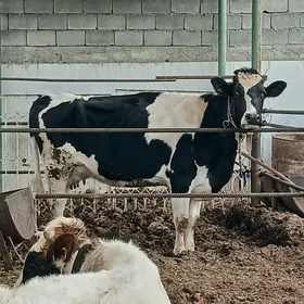 GALIŞDEÝIN GÖLELI SYGYR