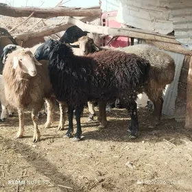 гочкар семиз