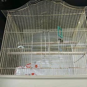 клетка большая