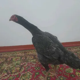 kareý,akguýruk baýtsy towukla