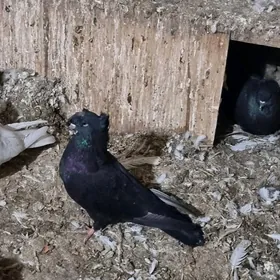 Кара галубка