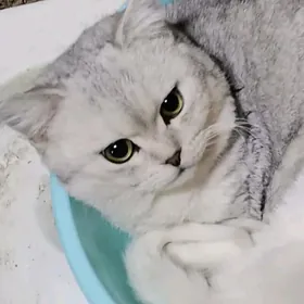 Мальчик страйт