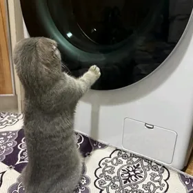 şotlanskiy pişik 6-7 aylyk