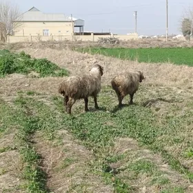 marwin GarriMarwin garri