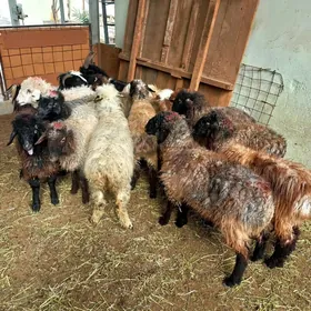 Türkmen Kisar Işşekler!