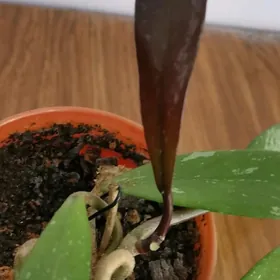 Хойя РЕД БАТТОН