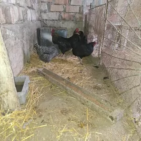 Towuk ataks domınant