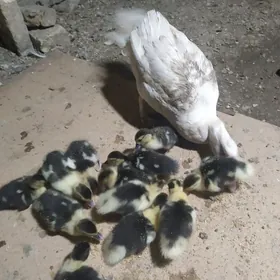 индушка жужаси бар