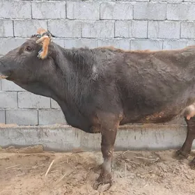 Şiwes paroda goleli sygyr