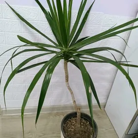 ДРАЦЕНА  МАРГИНАТА