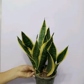 САНСИВЕРИЯ ГОЛД