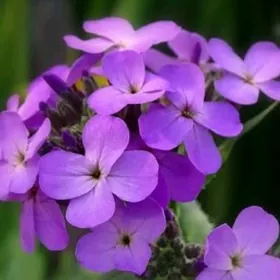 Вечерница -Ночная фиалка