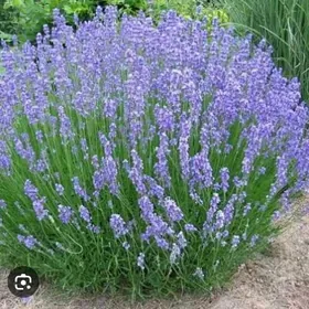 ЛАВАНДА САЖЕНЦЫ