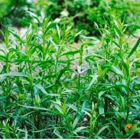 Тархун трава (Эстрагон )