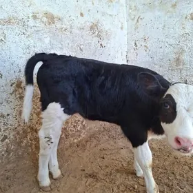 okuz 40 gunlik gara ala