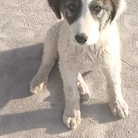 собака чопан