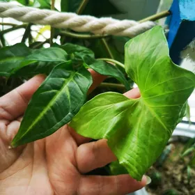 Отростки комнатного цветка