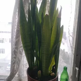 Комнатные растения