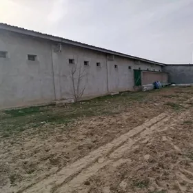 Towuk ferma satlyk eyesinden !