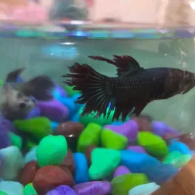 рыбки,аквариум,balyk