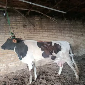 голели сыгыр