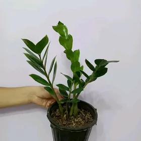 ЗАМИОКУЛЬКАС