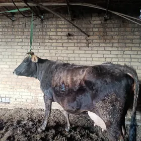 арасса шивет голели сыгыр