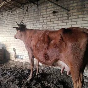 арасса бурлат голели сыгыр