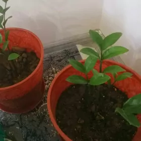 Гюль, Замиокулькас