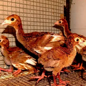 induk jüýje arginal Awganski