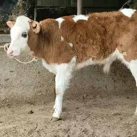 Arginal goleli sygyrlar