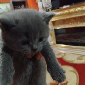 Шотландская порода