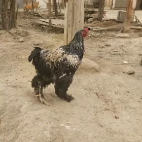 брама.гигант