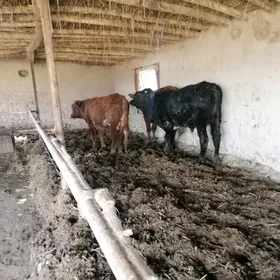 Окузлер okuzler Jan edinler