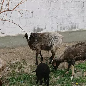 isek cykip baryan tokli