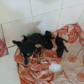 русский тойтрер