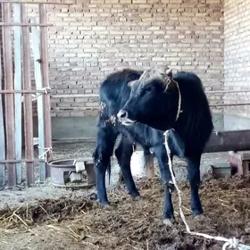 Tohum Öküzler Şiwet 2 Sanak