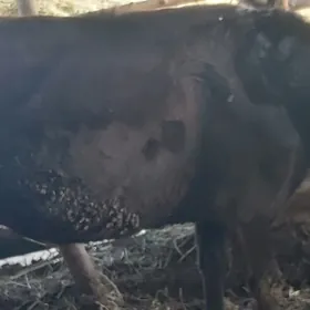 хожекли сыгыр