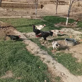 baysok towuk we horaz