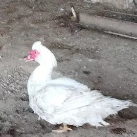 индаутка эркек ордек