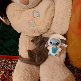 Arassa ṣatlandskiy gyzjagaz