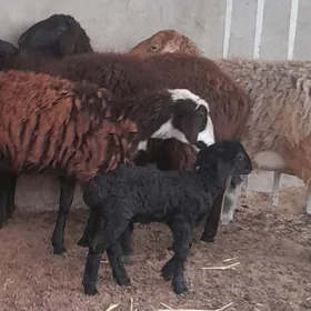 gisar guzyly goyunlar