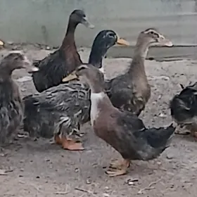 Ördek towuk induk jüje gus