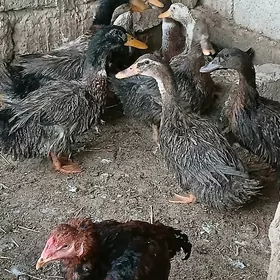 Ördek induk jüje towuk bedene